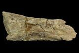 Ankylosaur Scute - Alberta (Disposition #-) #129387-1